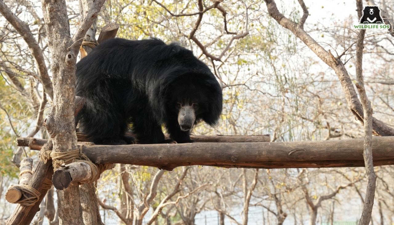 Mirinda : The sloth bear during target training