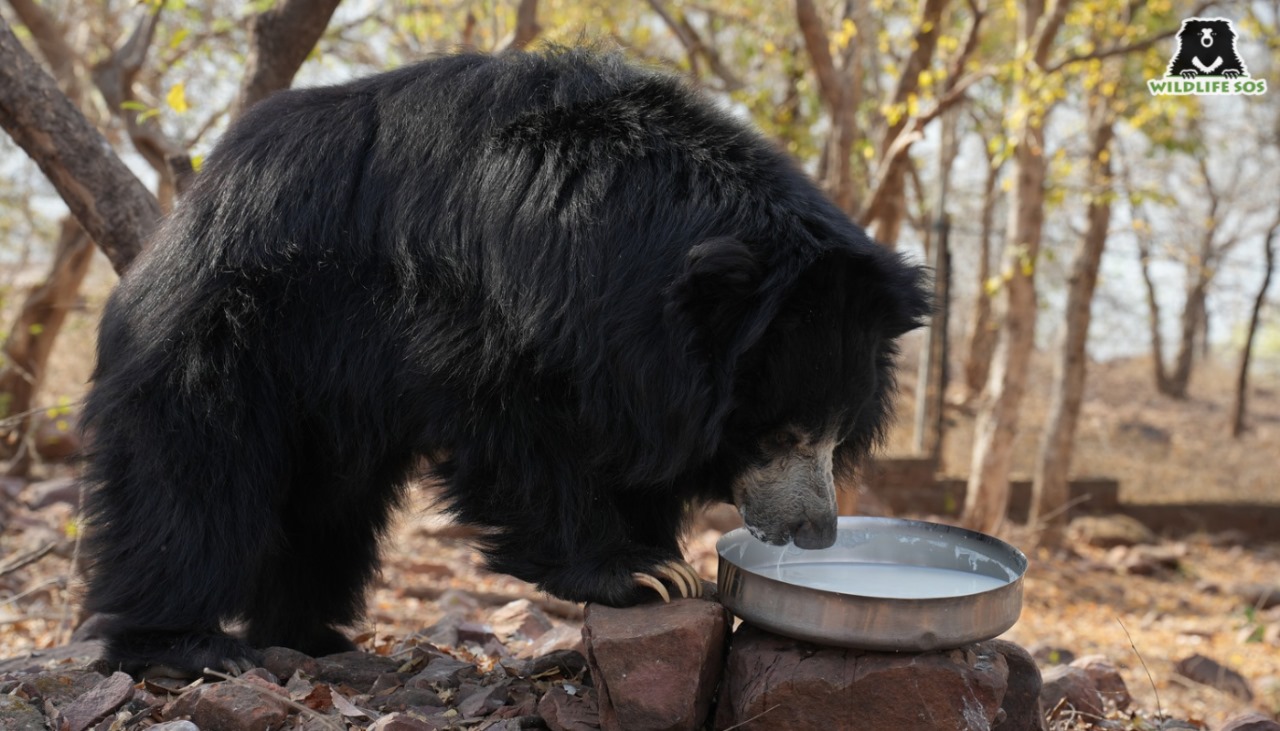 Mirinda eagerly eating her morning porridge at the rescue centre