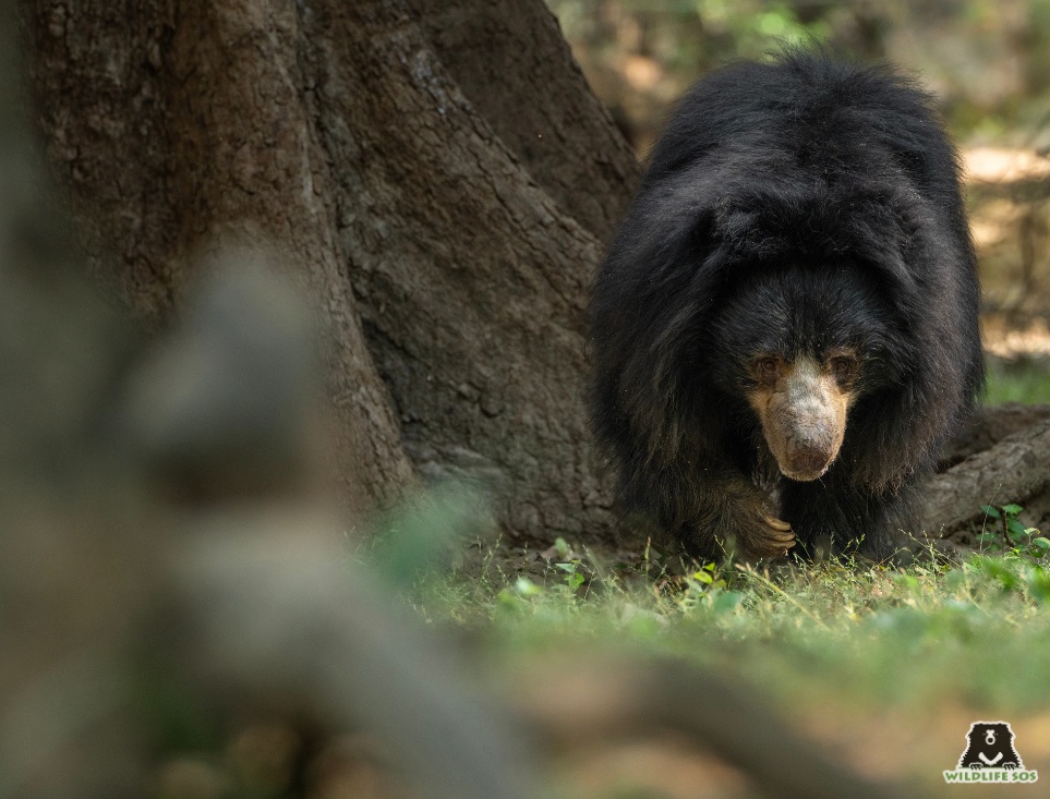 Sloth bear at BBRC