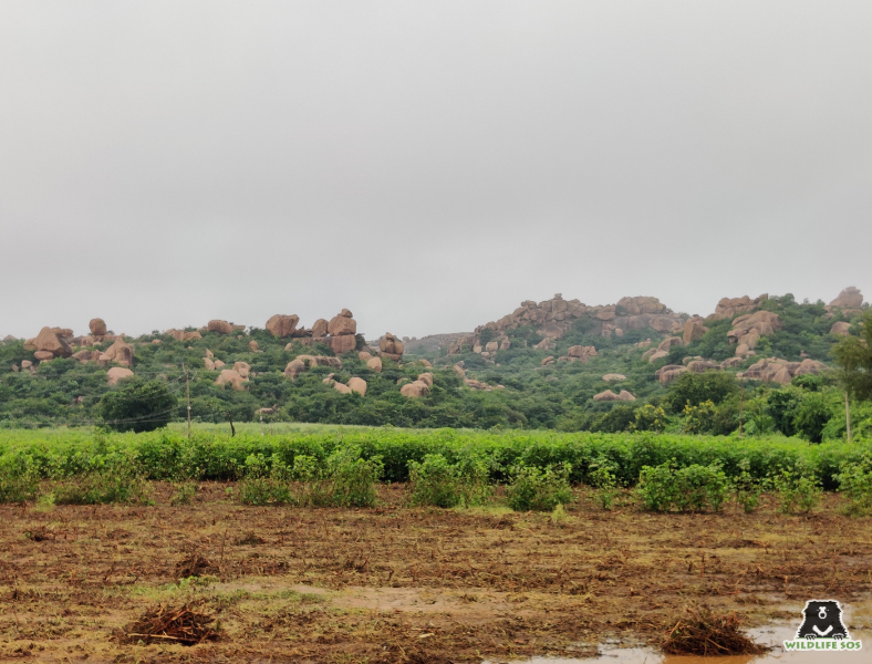 Ramdurga rewilding