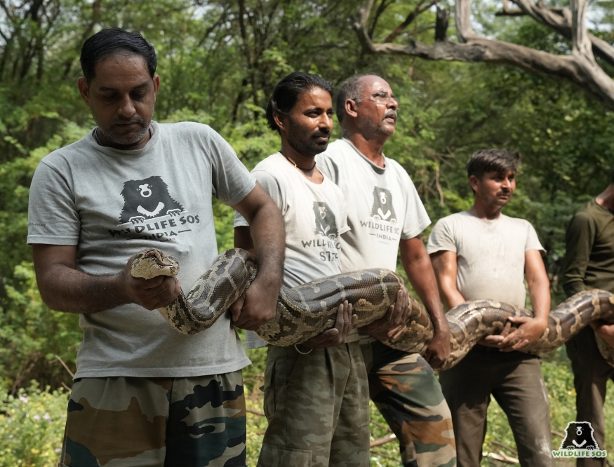 Rescued Python