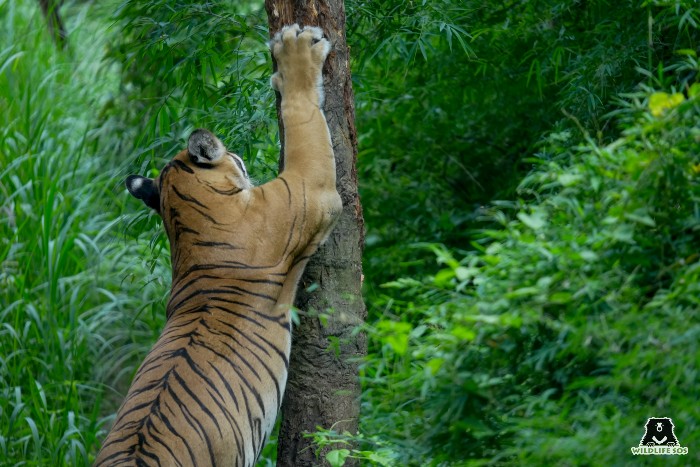 The Bengal tiger is considered endangered by the IUCN, primarily due to poaching and habitat loss from agriculture, roads, and human development. 