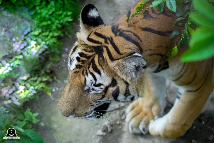 Gopal, a resident of the Bannerghatta Tiger Sanctuary, was rescued from a human-tiger conflict situation and brought to the centre to ensure his safety. 