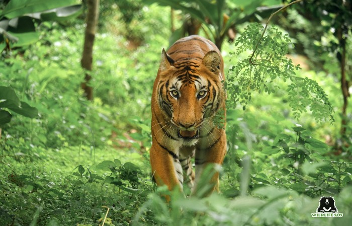 Tiger habitats was once found through much of  Asia, the Middle East, and the Caspian Sea, but their range has shrunk due to human activity disturbing their ecosystems. 