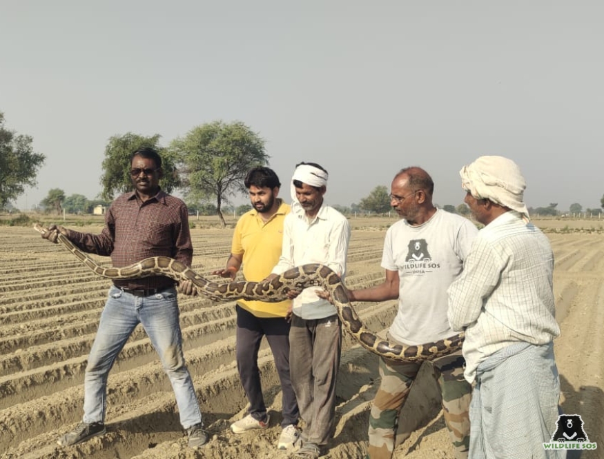 Rescued Python in Mathura