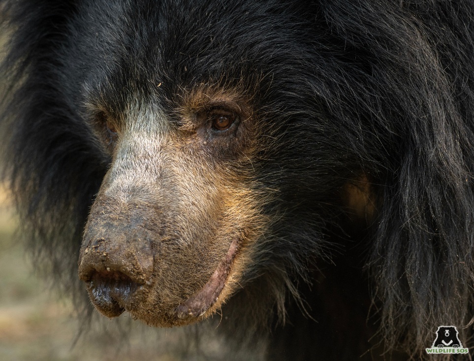 Sloth bear at BBRC