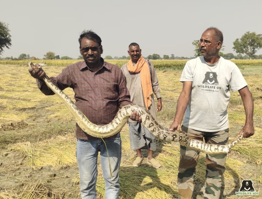 Rescued Python in Mathura