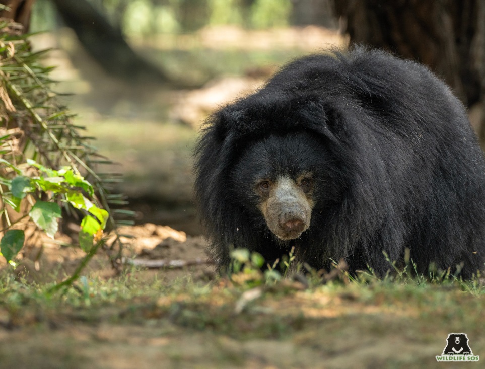 Sloth bear at BBRC