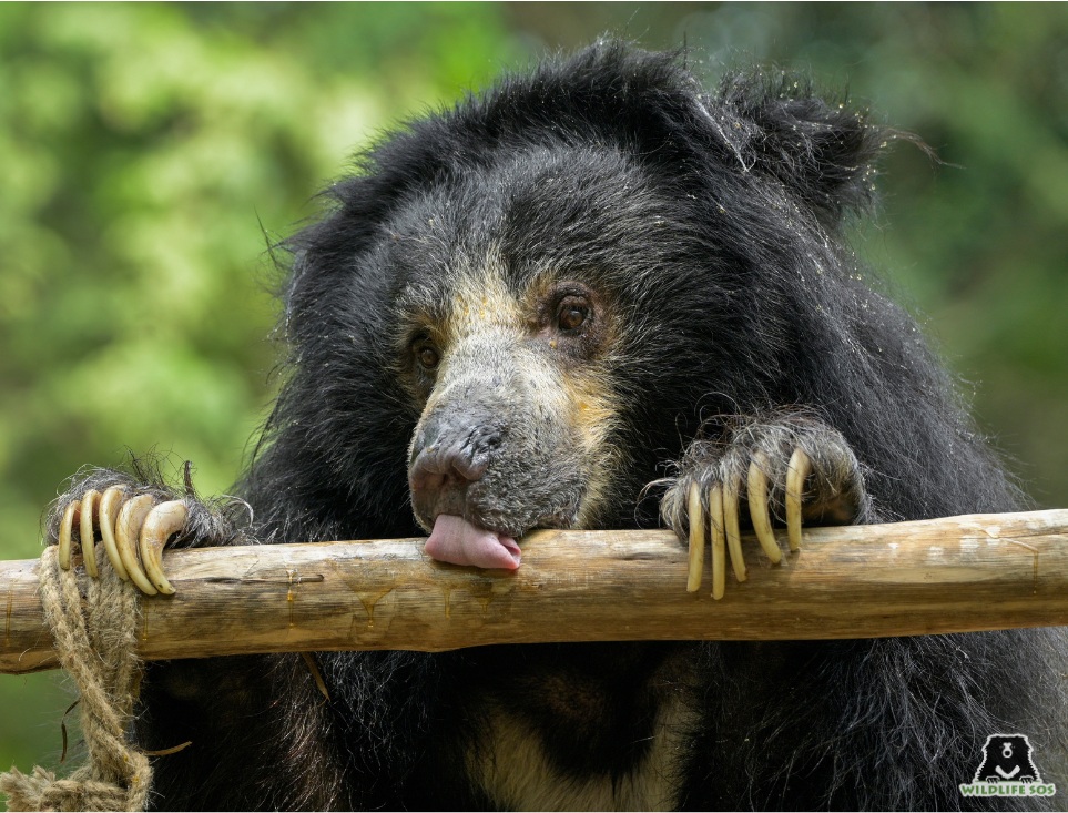 Sloth bear engaging with enrichments