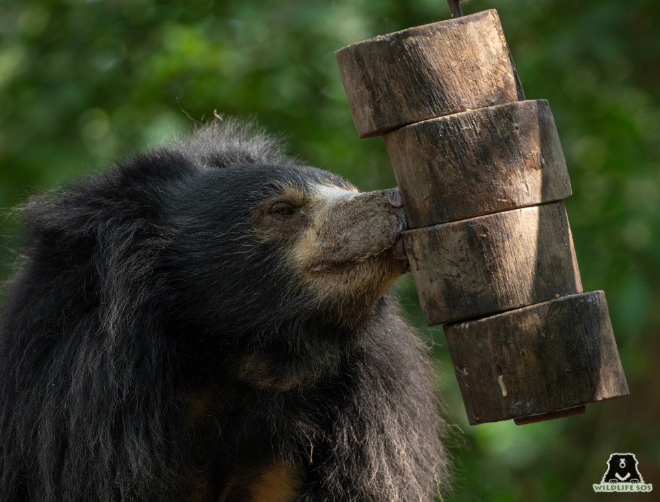 Sloth bear engaging with enrichments