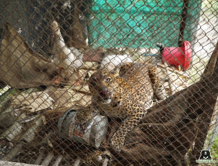 Leopard rescued during human-wildlife conflict situation