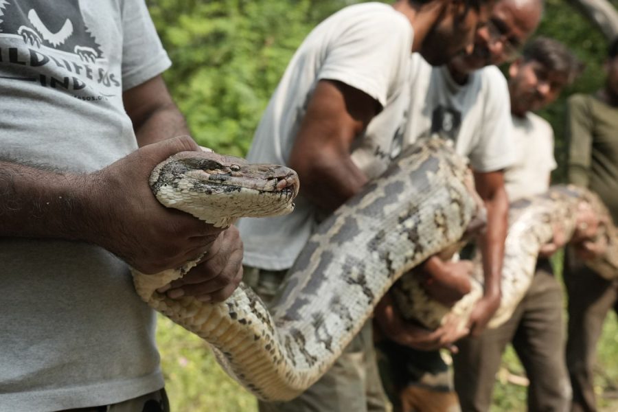 Rescued Python