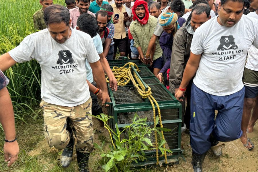 Human-wildlife conflict crocodile rescue