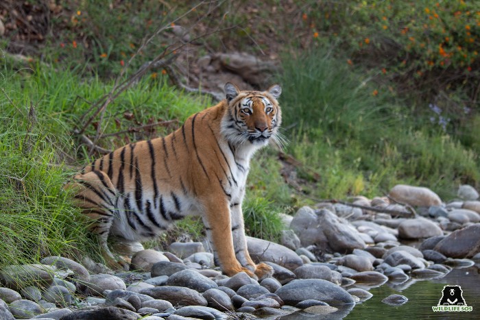 Tigers live in a variety of habitats, including rainforests, grasslands, savannahs, mangrove swamps, evergreen forests, temperate forests, rocky areas and  river ecosystems.