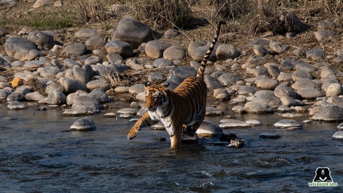 Protecting watersheds and river ecosystems can not only sustain the tiger populations and habitats, but also the lives of human beings that depend on them. 
