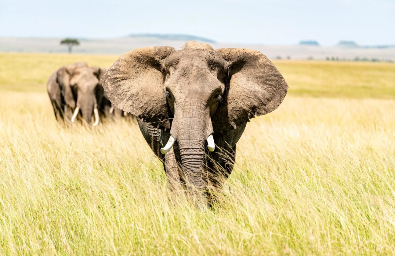 8 Of The Most Successful Elephant Conservation Projects - Wildlife Sos