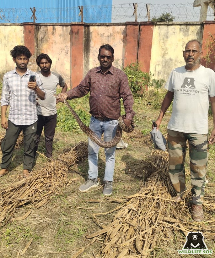 Rescued Python in Mathura