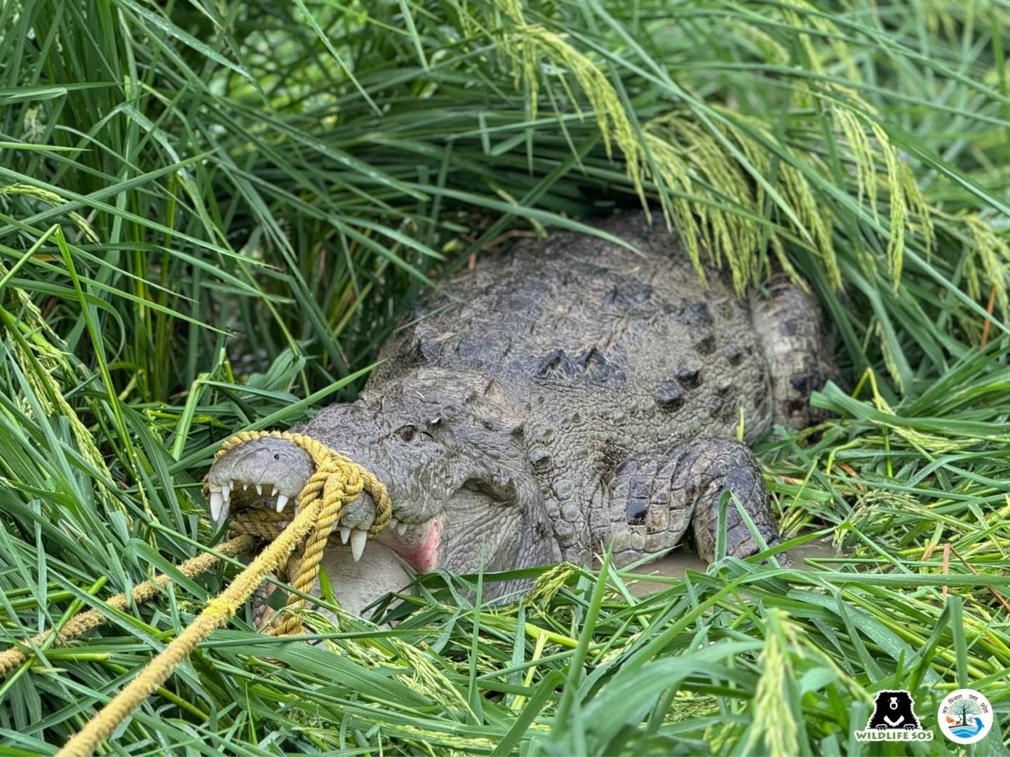 Crocodile being rescued by Rapid response unit