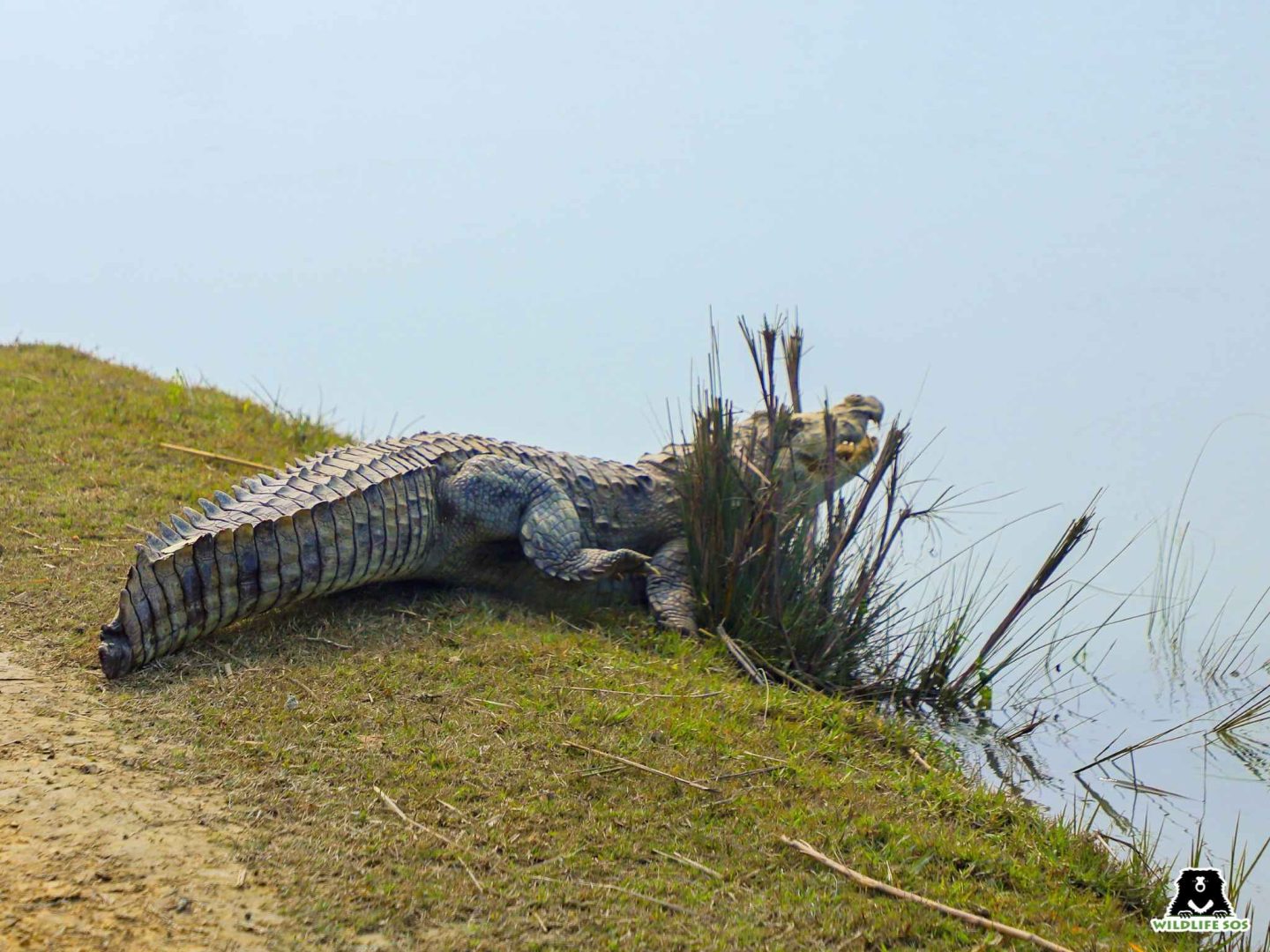 Representative image of a crocodile rescued by Rapid Response team