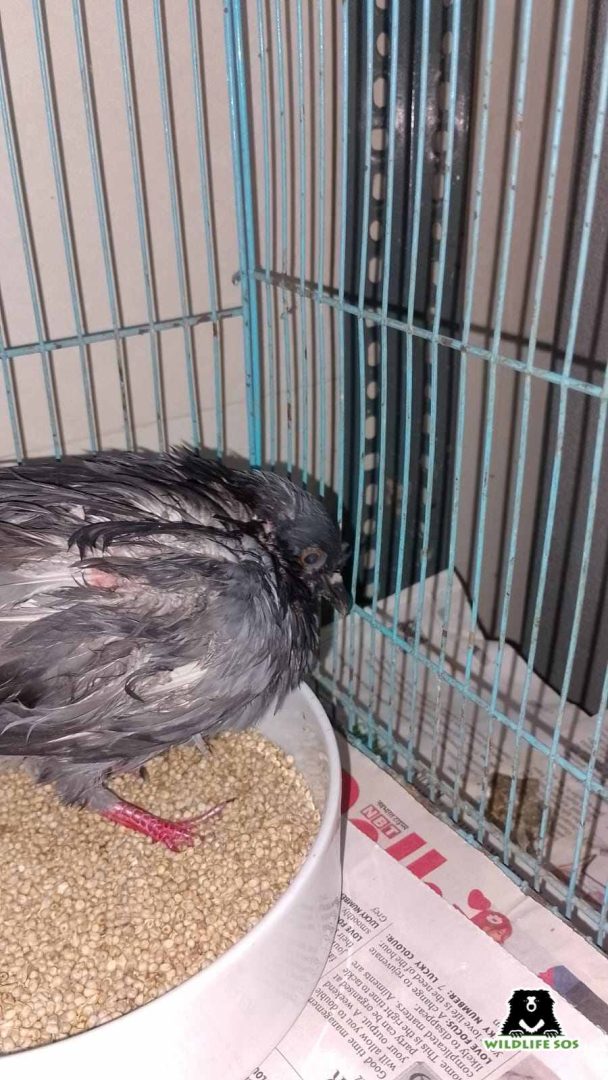 Rescued pigeon at WildlifeSOS