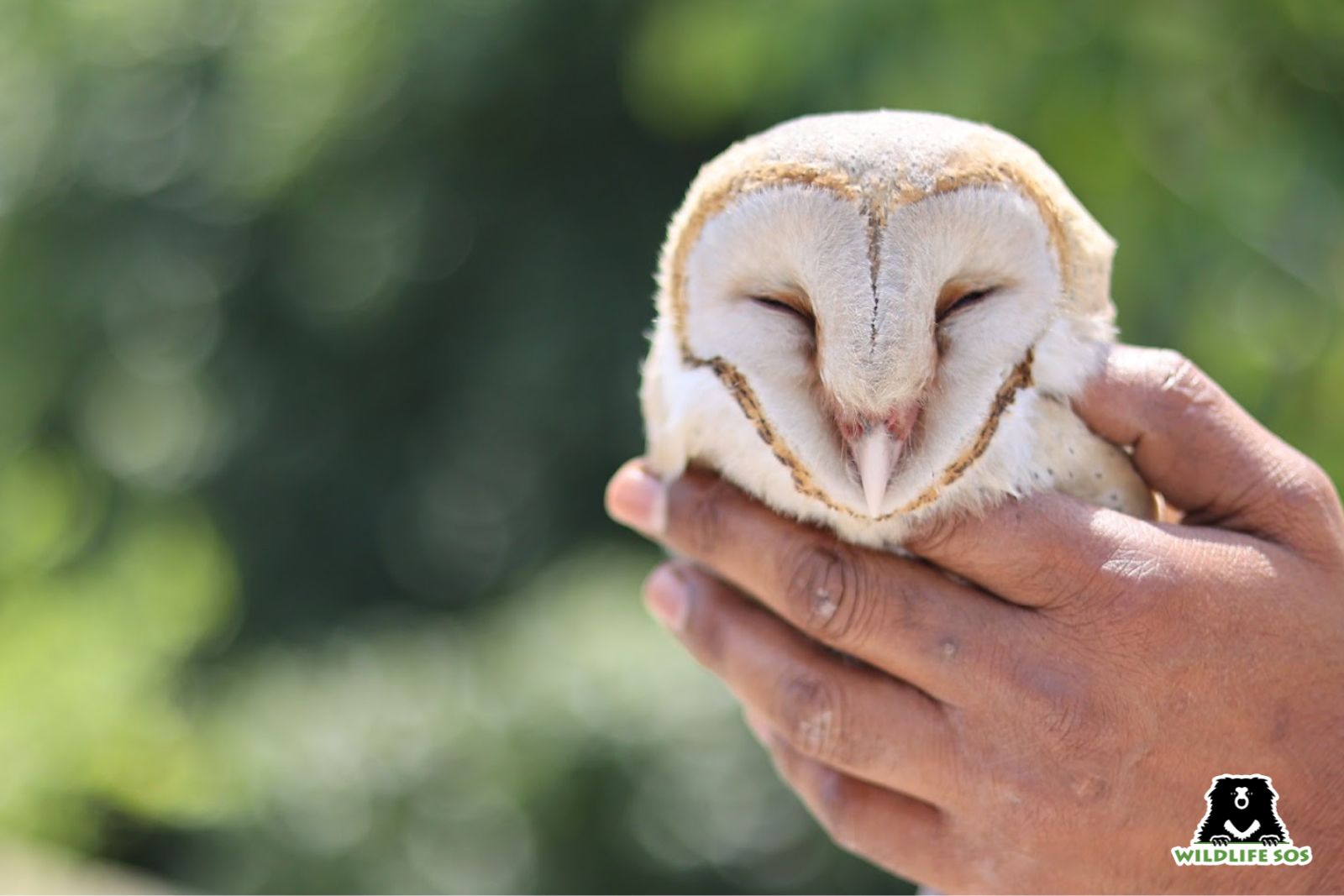 Severely dehydrated owl rescued