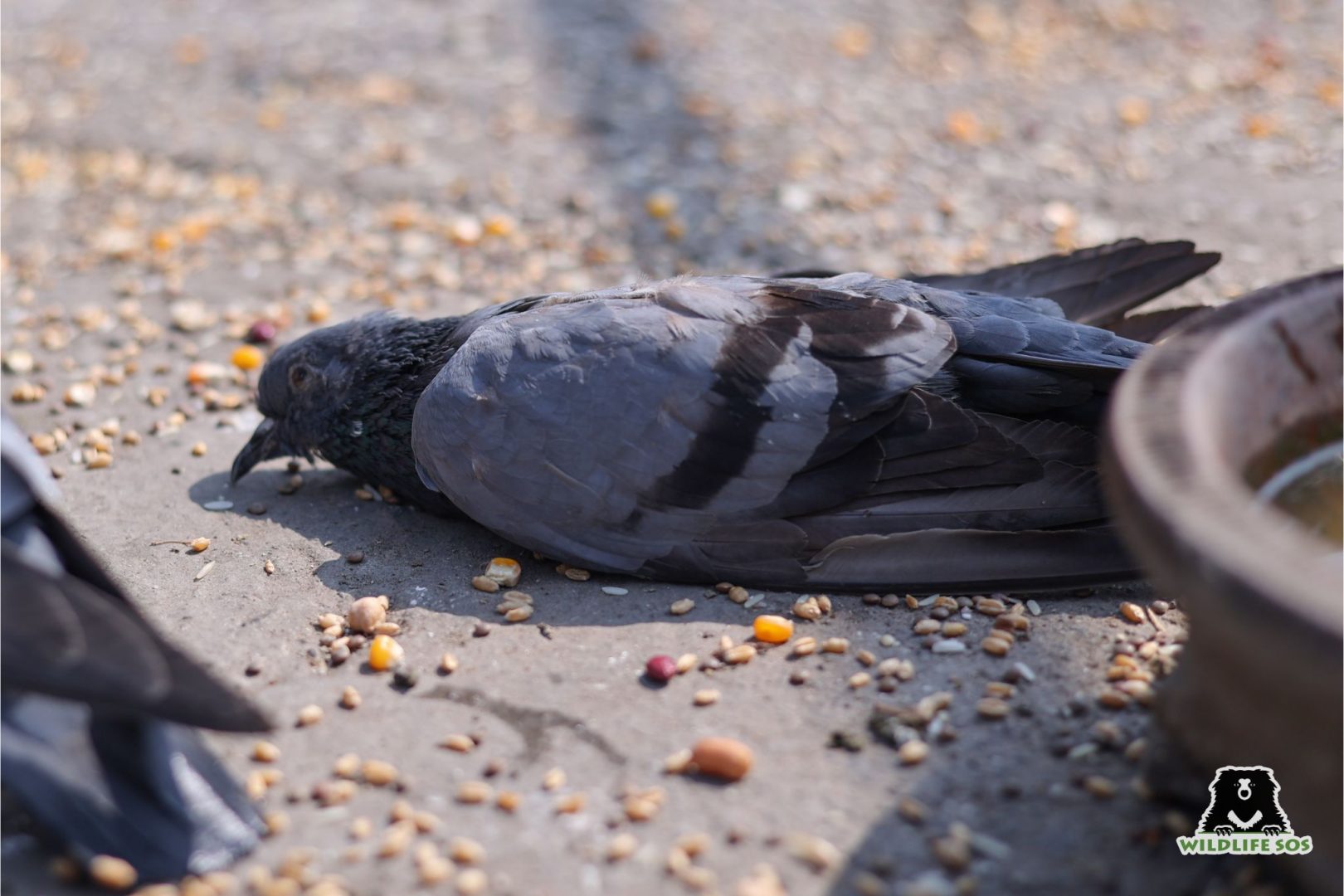 Dehydrated pigeon in distress