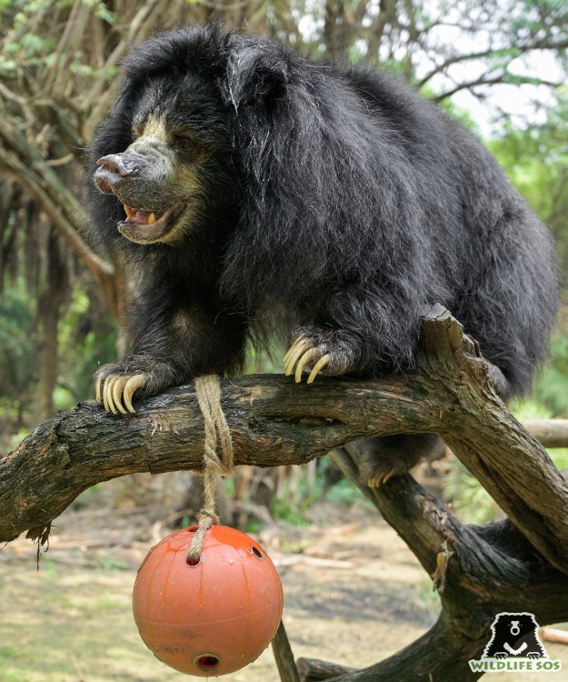 Sloth bear engaging with enrichments