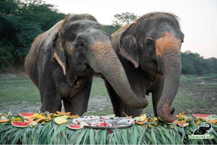 Pari and Ginger celebrating their rescue anniversaries together.