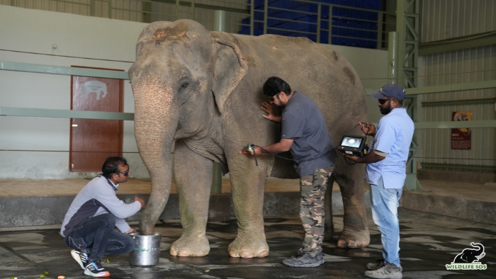 Rescued elephant Ginger getting treatment at the Elephant Hospital