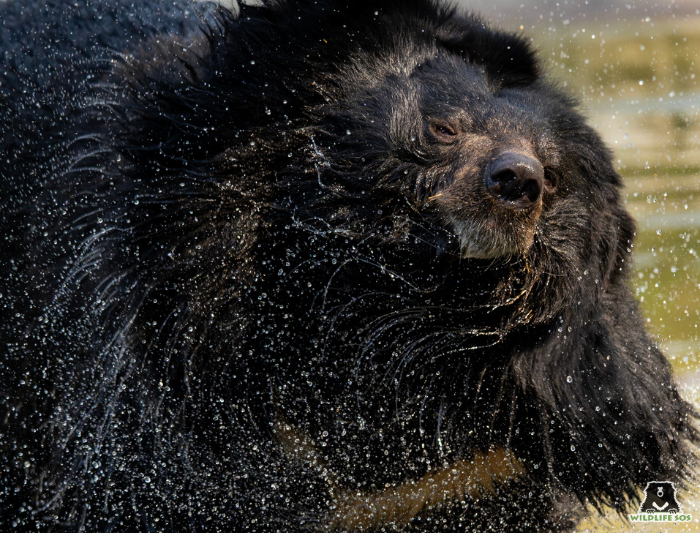 Bear Fancy at Dachigam Rescue Centre