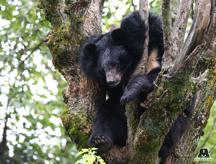 Bear Fancy at Dachigam Rescue Centre