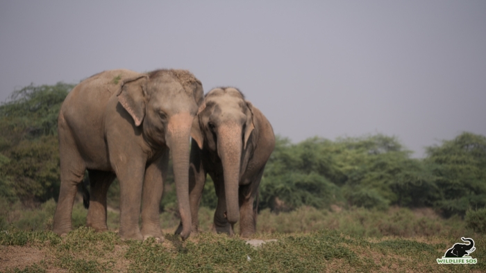 Pari and Ginger on their walks together