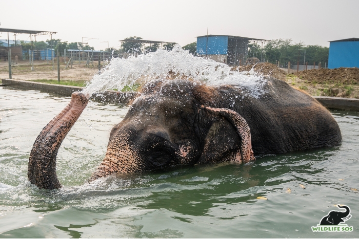 Pool time with our rescued elephant Ginger