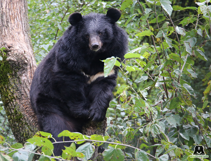 Bear Fancy at Dachigam Rescue Centre