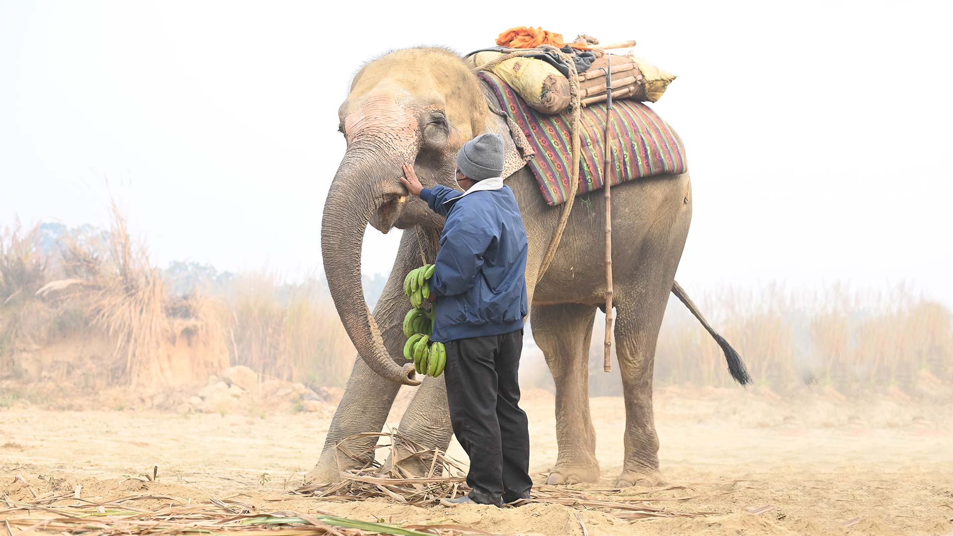 Ending The Brutal Centuries-Old Practice Of ‘Begging’ Elephants ...