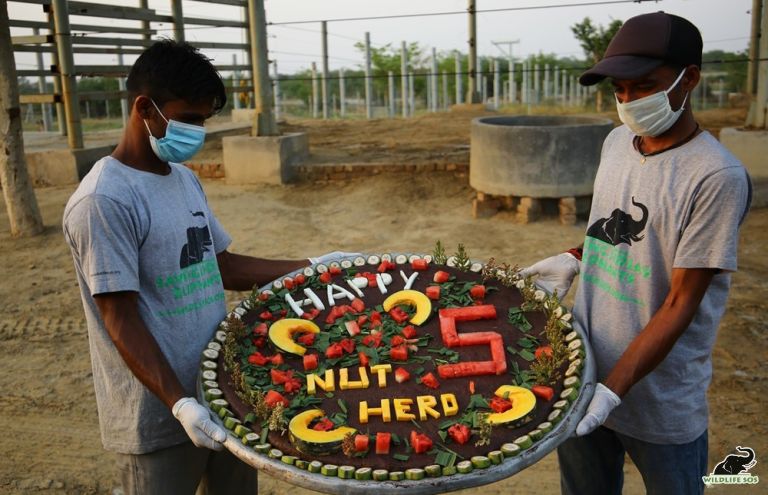 A delightful cake prepared for the Nut herd rescueversary celebration