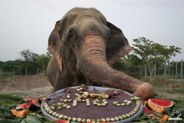 Raju celebrating his 7th rescueversary