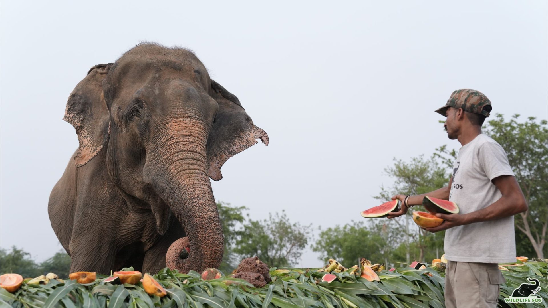 Caregivers offering fruits during the rescue anniversary