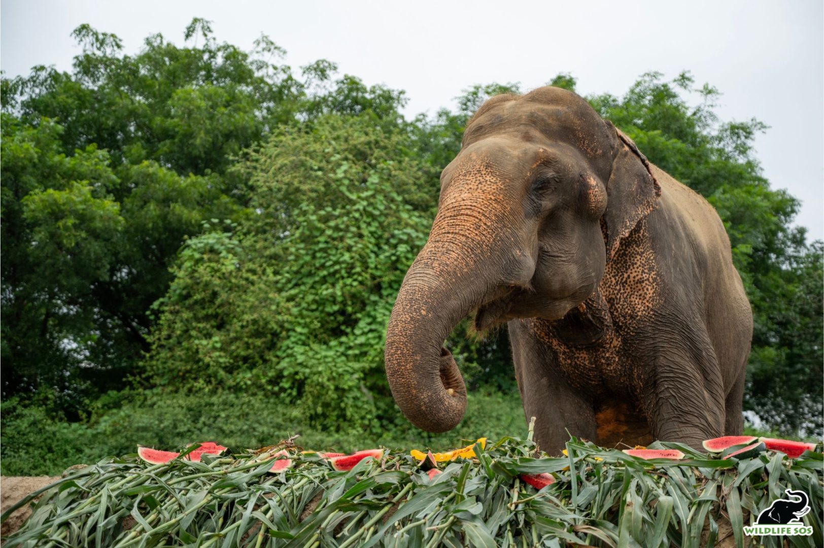 Bhola's 14th Rescue anniversary celebration
