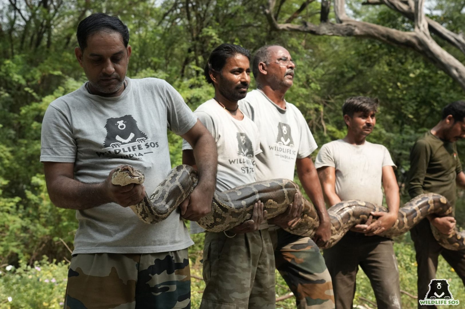 55 Kgs Python rescued