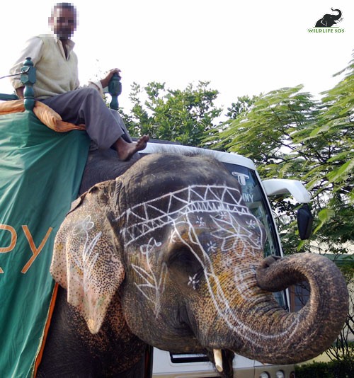 Wildlife SOS cofounders were able to rescue the begging elephant Champa in 2009, 11 years after their first encounter with her