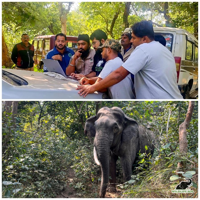 Wildlife SOS and the forest department carefully lay out the plans to provide the best care possible for the injured elephant