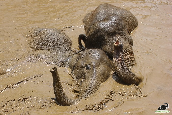 Peanut and Coconut having a mud bath