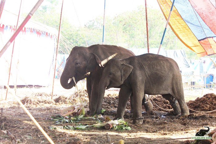 Peanut at the time of rescue along with Coconut