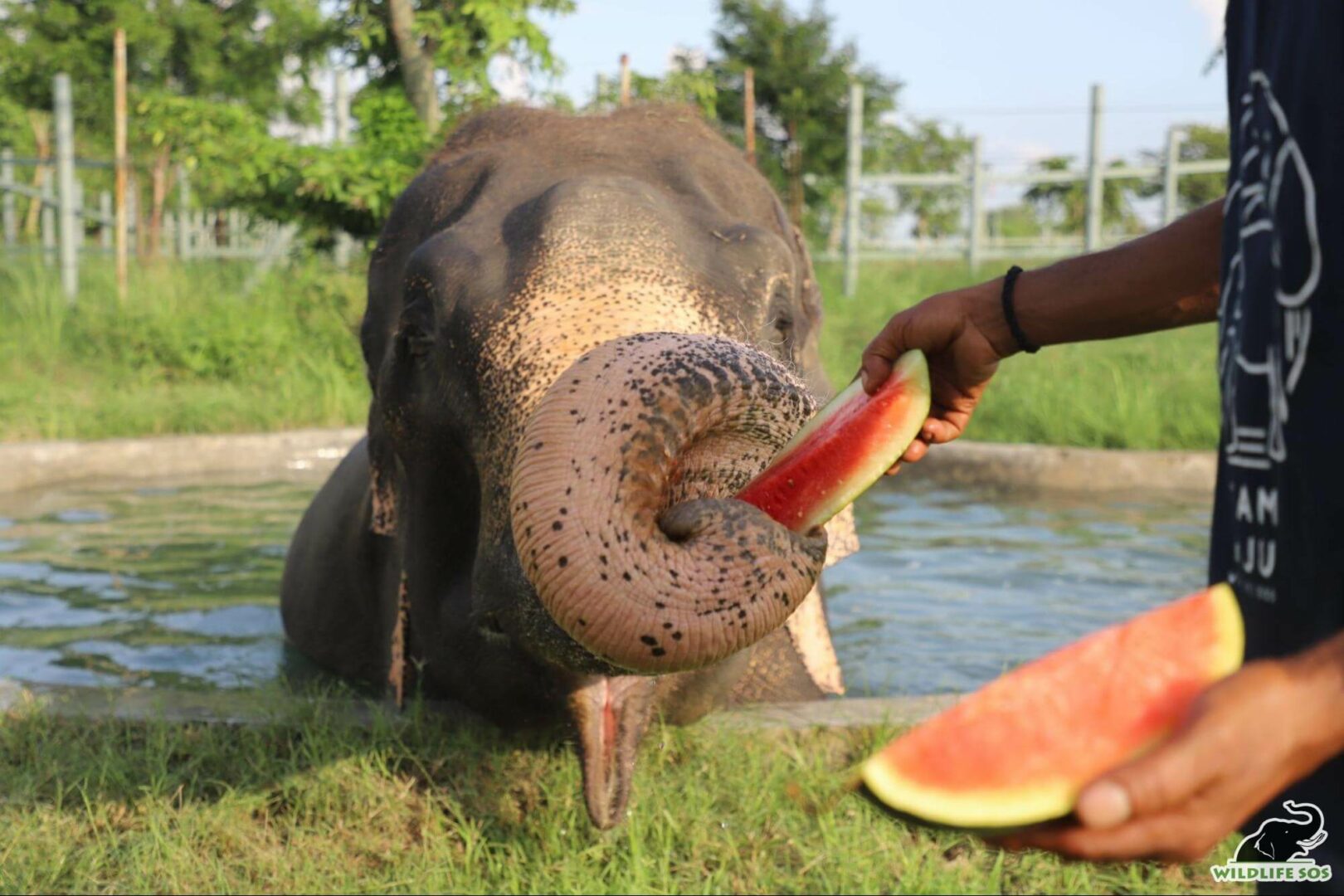 Caregivers treating Raju during his bath at Elephant Hospital Campus