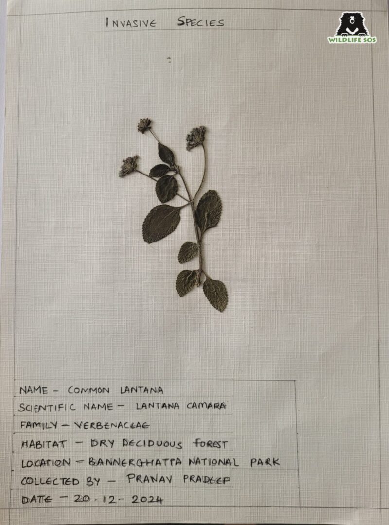 Herbarium sheet