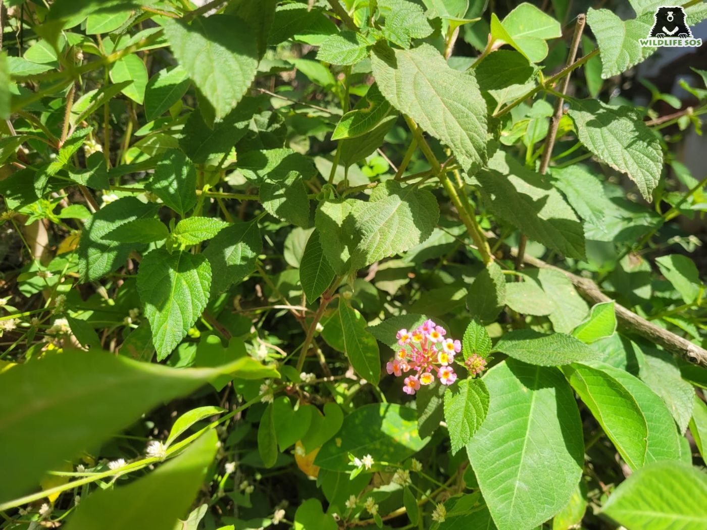 Lantana Camara