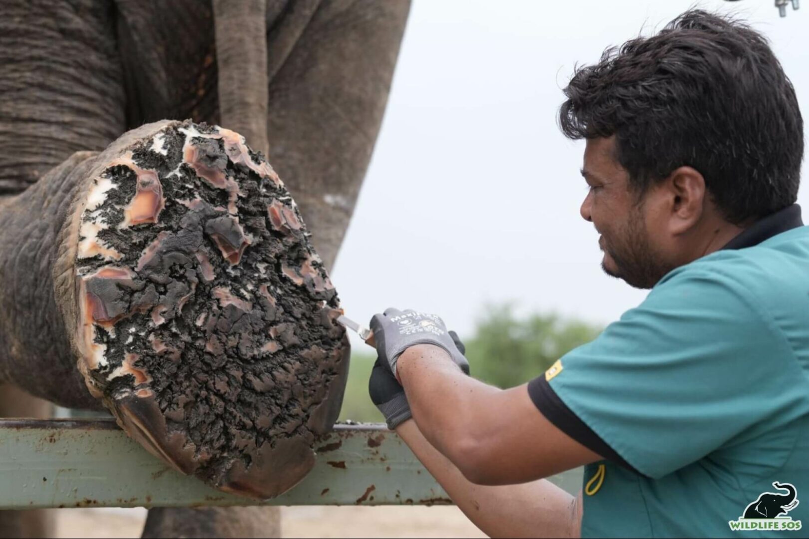 Vets at Elephant Hospital Campus doing precise checkup for Raju