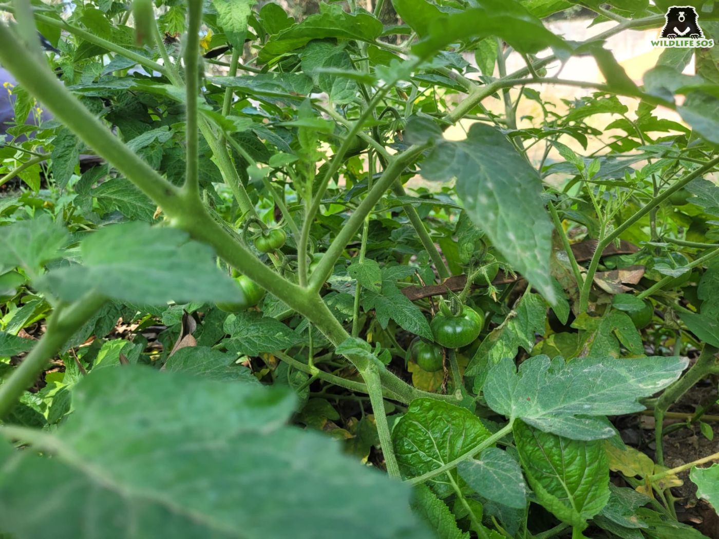 Tomato plant