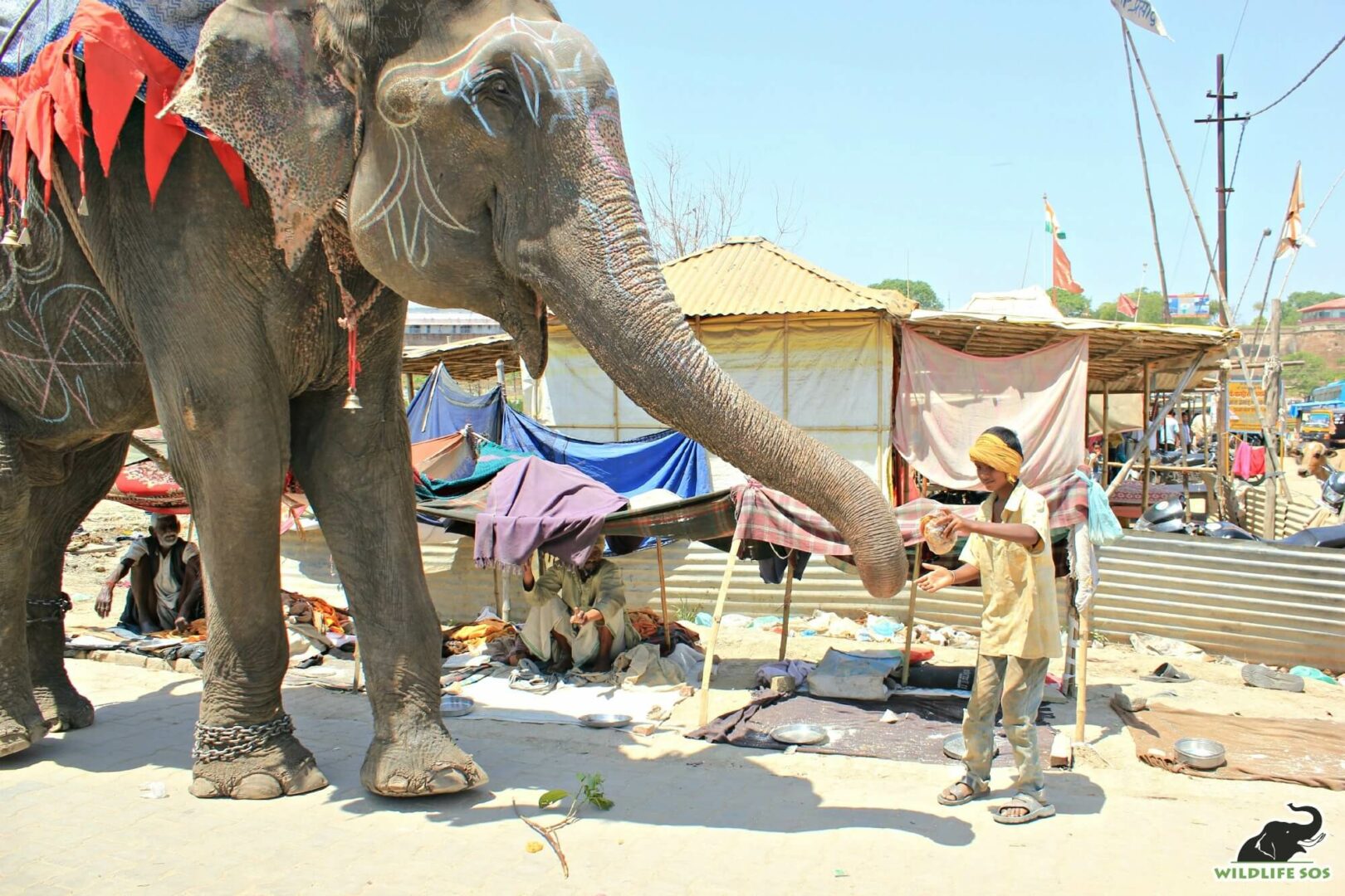 Raju before he was rescued